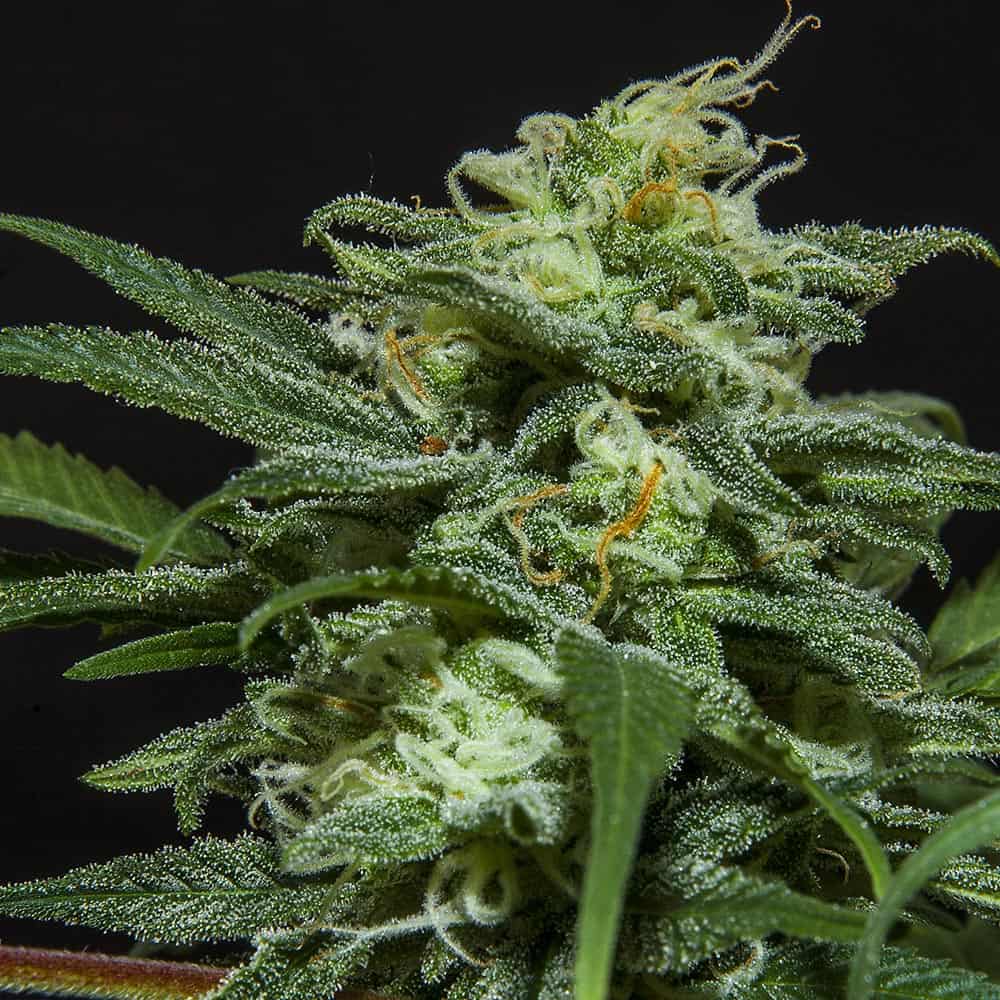lebron-haze-semillas-de-marihuana-autoflorecientes lebron-haze-semillas-de-marihuana-autoflorecientes