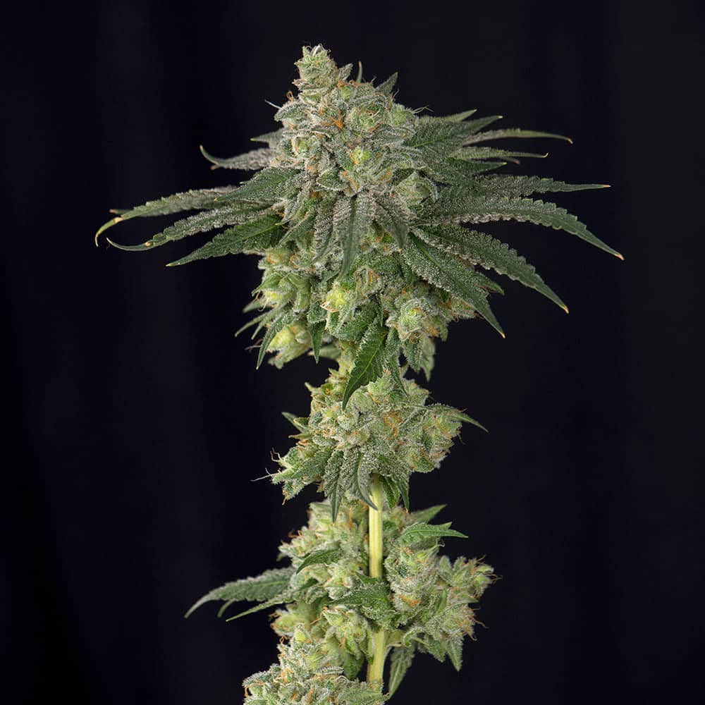lebron-haze-semillas-de-marihuana-feminizadas lebron-haze-semillas-de-marihuana-feminizadas