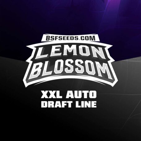lemon-blossom-semillas-de-canamo-autoflorecientes lemon-blossom-semillas-de-canamo-autoflorecientes