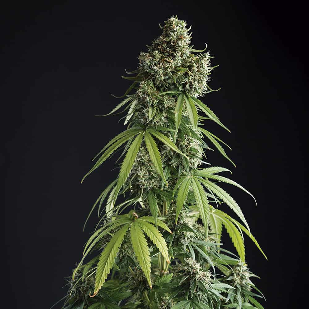 lemon-blossom-semillas-de-marihuana-autoflorecientes lemon-blossom-semillas-de-marihuana-autoflorecientes