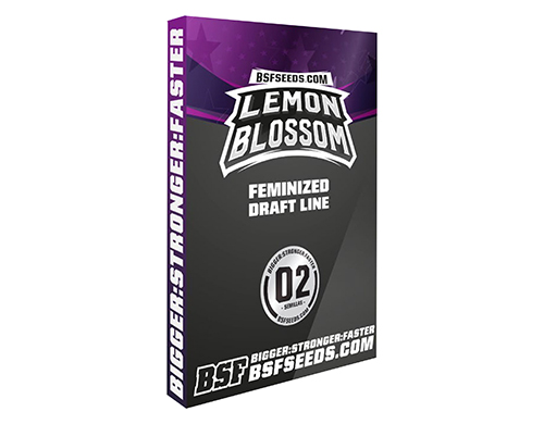 lemon-blossom-semillas-de-marihuana-espana lemon-blossom-semillas-de-marihuana-espana