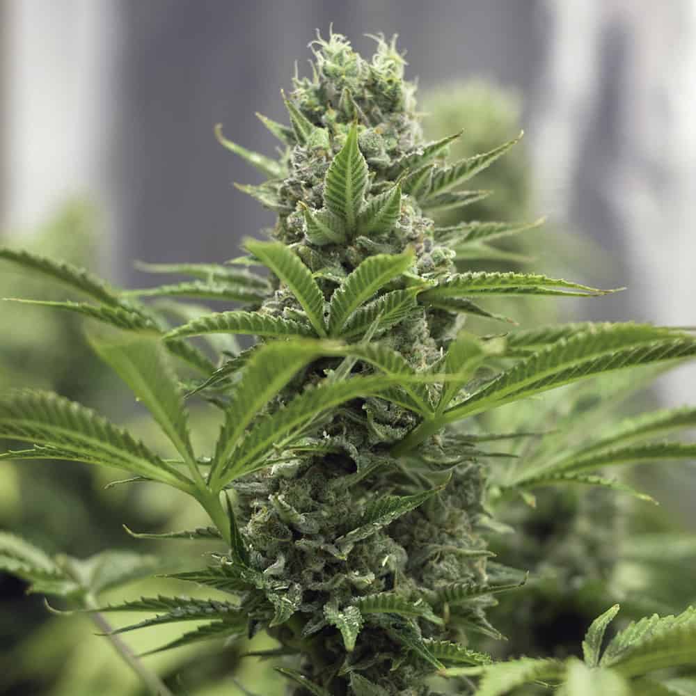 lemon-blossom-semillas-de-marihuana-feminizadas lemon-blossom-semillas-de-marihuana-feminizadas