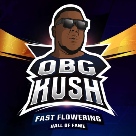 obg-kushsemillas-de-canamo obg-kushsemillas-de-canamo