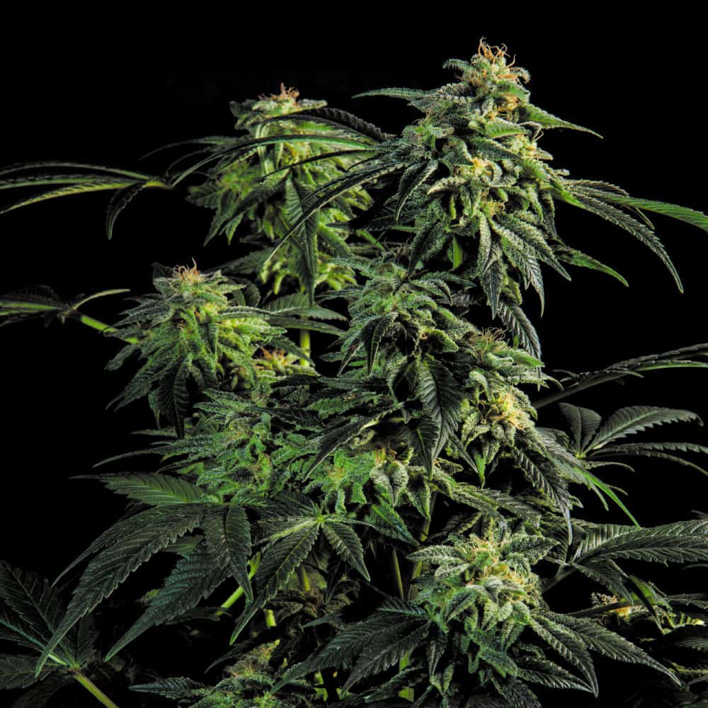 ogb-kush-semillas-de-marihuana-feminizadas ogb-kush-semillas-de-marihuana-feminizadas