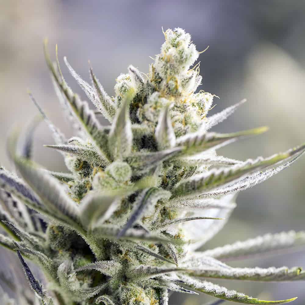 orange-blossom-semillas-de-marihuana-autoflorecientes orange-blossom-semillas-de-marihuana-autoflorecientes