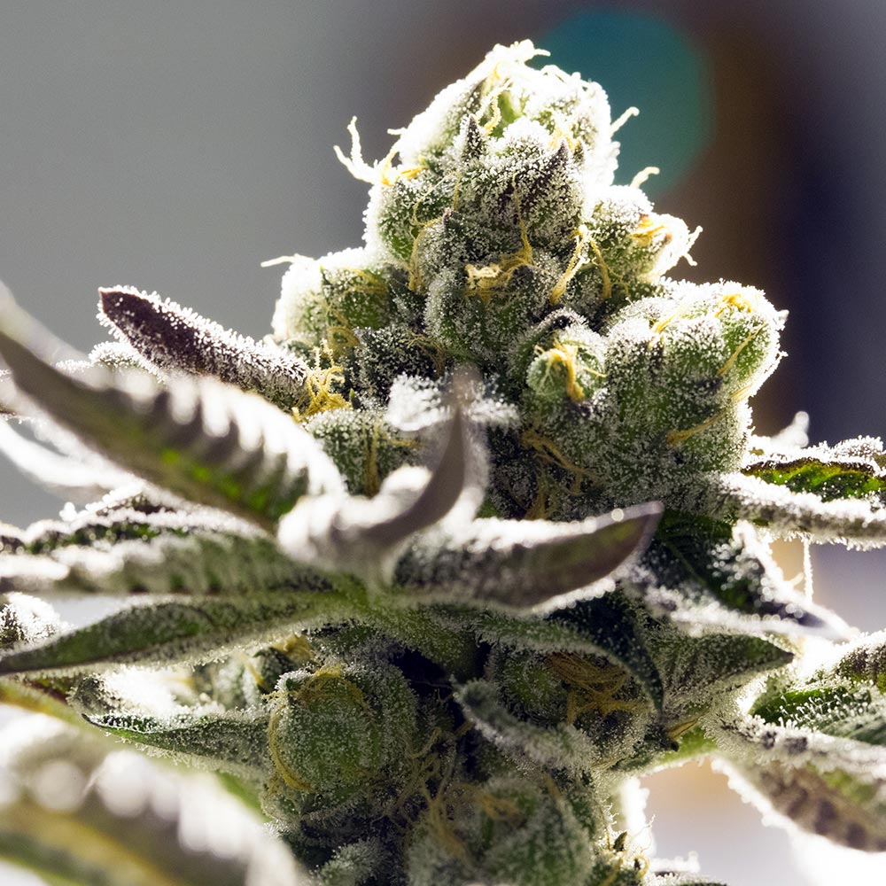 orange-blossom-semillas-de-marihuana-feminizadas orange-blossom-semillas-de-marihuana-feminizadas
