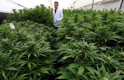 reglamentos europeos marihuana