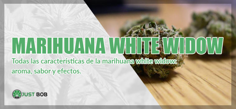características de la marihuana white widow