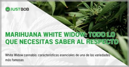 Marihuana White Widow: todo lo que necesitas saber al respecto
