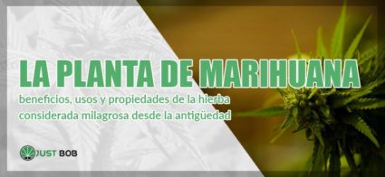 la pianta de marihuana