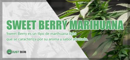 sweet berry marihuana justbob