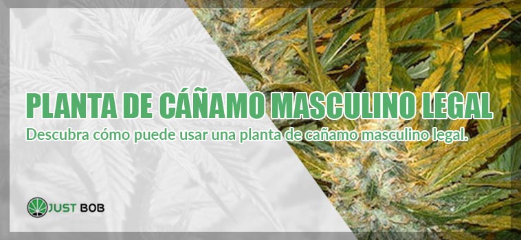 Planta de cáñamo masculino lega