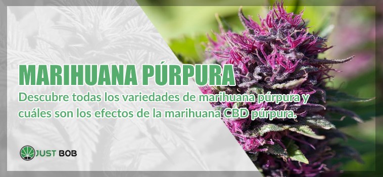 Marihuana cbd púrpura