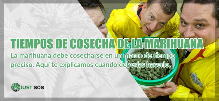 Tiempos de cosecha de la marihuana cbd