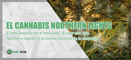 el cannabis Northern Lights marihuana cbd