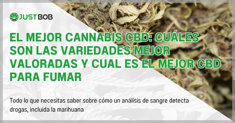 el-mejor-cannabis-cbd El mejor cannabis CBD: cuáles son las variedades mejor valoradas