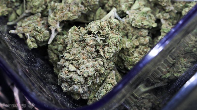 el momento de la cosecha marijuana legal