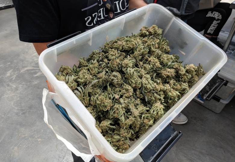 la cosecha de las flores de la amnesia legal de cannabis haze