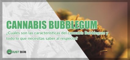 legal-cannabis-cbd-bubblegum Cannabis CBD Bubblegum: todo lo que necesitas saber
