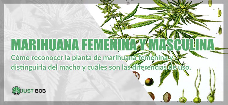 legal Marihuana cbd femenina y masculina