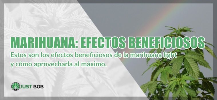 marihuana light efectos beneficiosos y terapeuticos cbd