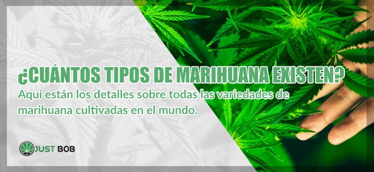 Detalles sobre las variedades de marihuana cbd