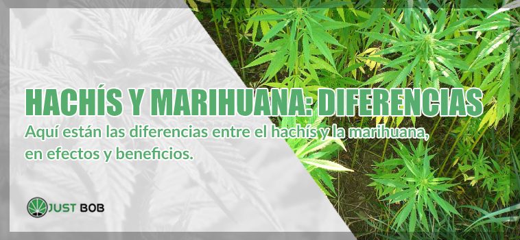 Hachís y marihuana cbd diferencias