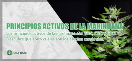 Principios activos del cbd