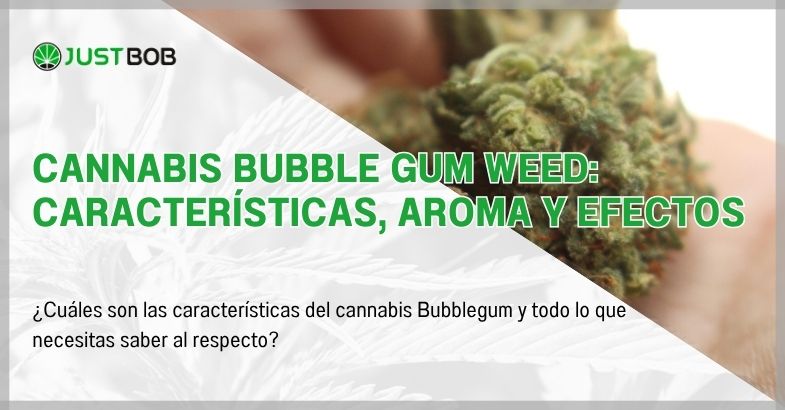 cannabis-bubble-gum-weed Cannabis Bubble gum Weed: características, aroma y efectos
