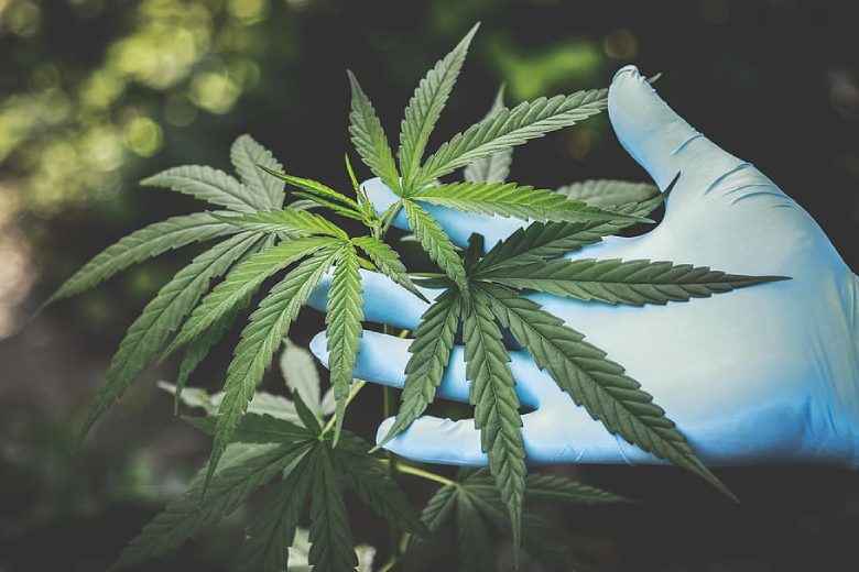 diferencias entre cannabis y hachis