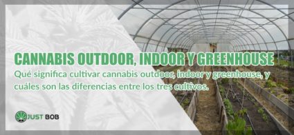 Cannabis legal outdoor y indoor