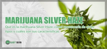 Marijuana legal Silver Haze