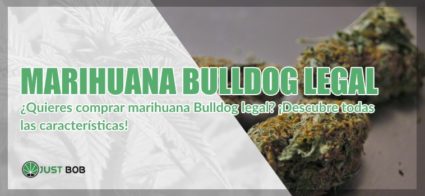 cannabis legal bulldog