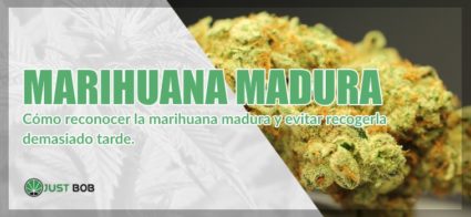 cannabis ligero maduro