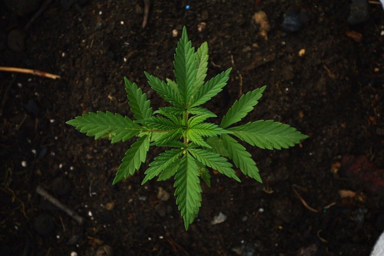 cultivar Marihuana legale