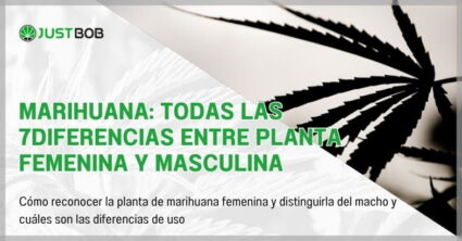 Marihuana: todas las diferencias entre planta femenina y masculina
