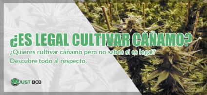 es legal cultivar canamo