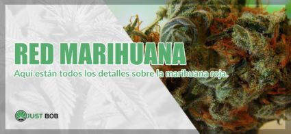 marihuana roja y cannabis legal