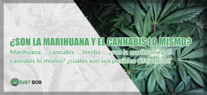 marihuana y el cannabis cbd