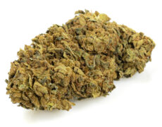 Cogollo de cannabis cbd outdoor mix