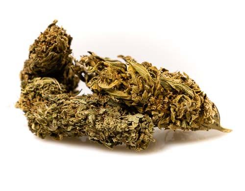 Semillas marihuana CBD Outdoor Mix