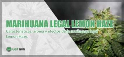 Marihuana legal Lemon Haze