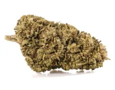 Primer plano de una cima de Marihuana cbd Outdoor Mix con tricomas destacados y textura natural Primer plano de una cima de Marihuana cbd Sweet Berry con tricomas destacados y textura natural