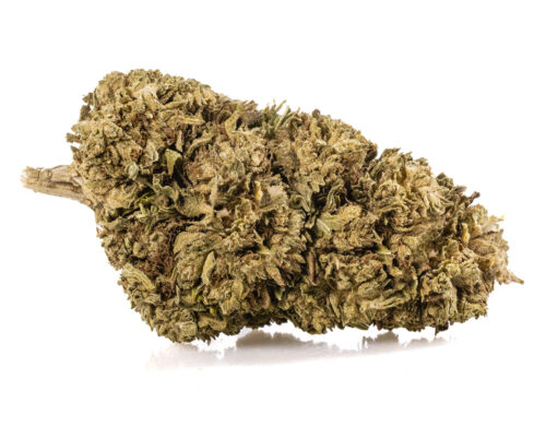 Primer plano de una cima de Marihuana cbd Sweet Berry con tricomas destacados y textura natural