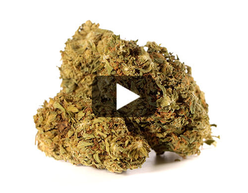 Vista previa de video de flores de Marihuana cbd Outdoor Mix con matices verdes y marrones