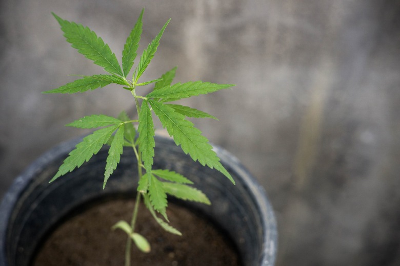 crecimiento de plantas de cannabis legal