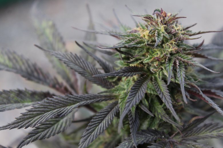 cultivar marihuana cbd de invierno