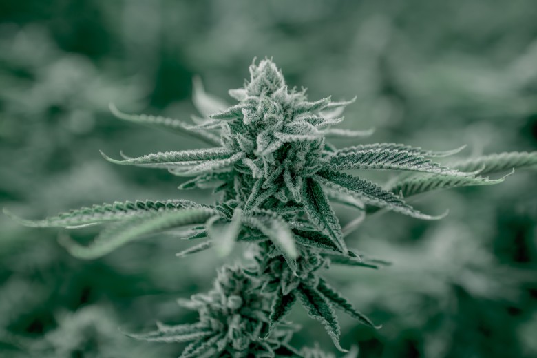 cultivo de cannabis cbd en invierno