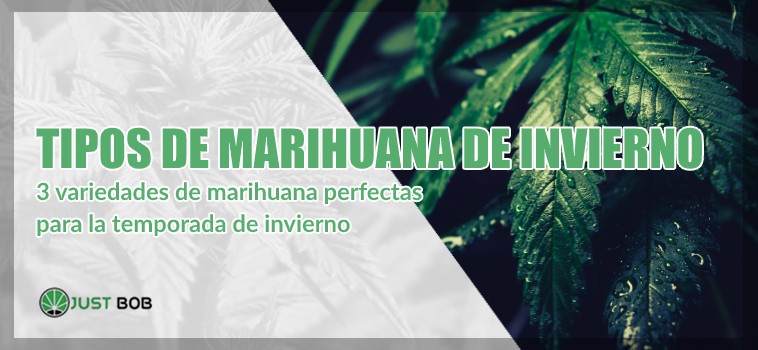 marihuana legal de invierno