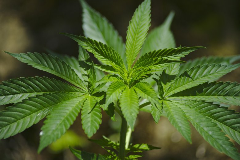 plantas sanas de cannabis legal